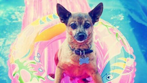 Four Ways for You and Your Puppy to Enjoy the Summer!