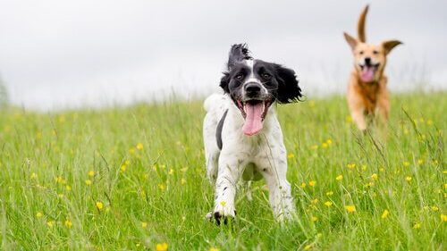 What Are the Benefits of All-Natural Pet Food?