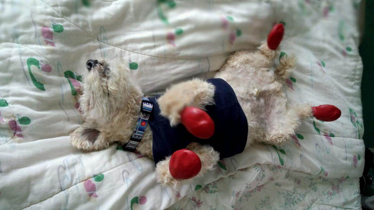 pet’s paws deserve special care in winter